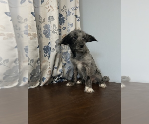 Medium Photo #2 Cockapoo (Miniature) Puppy For Sale in DURHAM, CT, USA