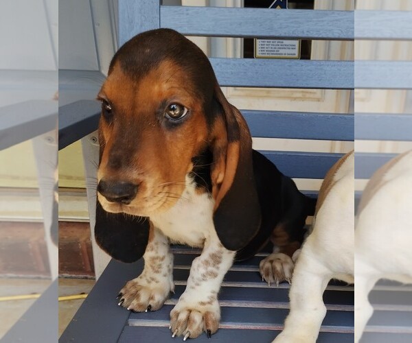 Medium Photo #3 Basset Hound Puppy For Sale in CANTON, GA, USA