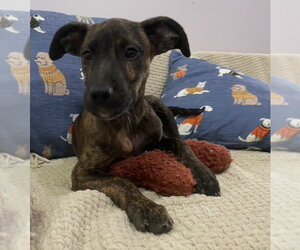 Boxador Dogs for adoption in Southbury, CT, USA