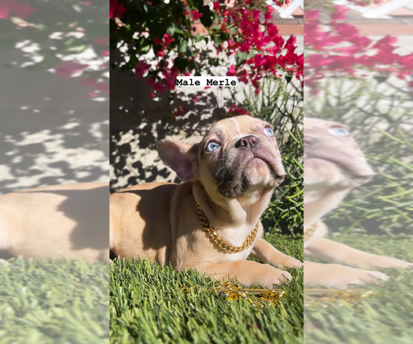 Medium Photo #1 French Bulldog Puppy For Sale in LOS ANGELES, CA, USA