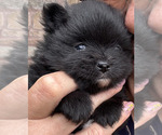 Puppy Bear Pomeranian