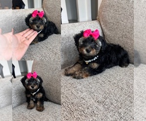 YorkiePoo Puppy for sale in BELDING, MI, USA