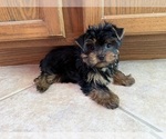 Puppy Dixie Yorkshire Terrier