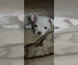Chihuahua Puppy for sale in PATTERSON, LA, USA