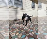 Small #2 American Staffordshire Terrier Mix