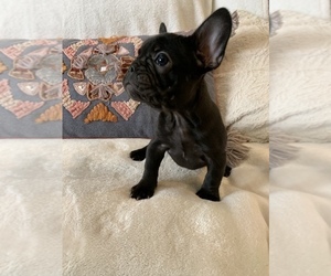 French Bulldog Puppy for sale in JOHNS ISLAND, SC, USA