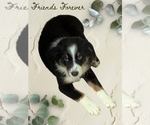 Puppy Dolly Madison Australian Shepherd