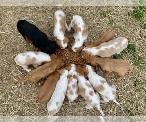 Cavalier King Charles Spaniel Litter for sale in TULSA, OK, USA