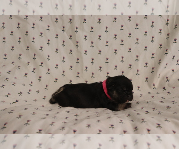 Medium Photo #2 French Bulldog Puppy For Sale in MANCHESTER, MI, USA