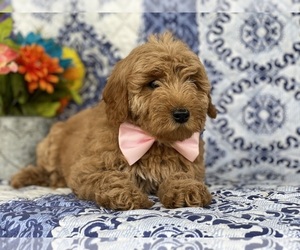 Goldendoodle (Miniature) Puppy for sale in LANCASTER, PA, USA