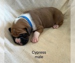 Puppy Cypress Boxer