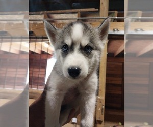 Siberian Husky Puppy for sale in HAMILTON, OH, USA