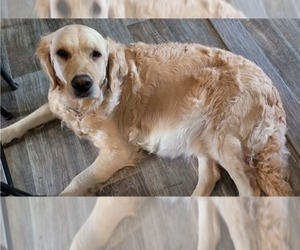 Mother of the Golden Retriever puppies born on 07/19/2022