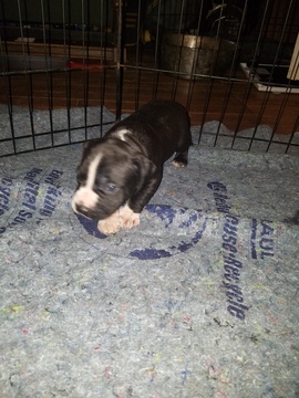 Medium Photo #12 American Pit Bull Terrier Puppy For Sale in GRIFFIN, GA, USA