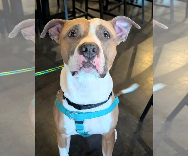 Medium Photo #2 American Staffordshire Terrier-Boxer Mix Puppy For Sale in Holly Springs, NC, USA