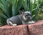 Puppy Lilac French Bulldog