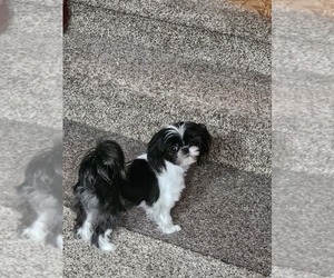 Shih Tzu Puppy for sale in OSWEGO, NY, USA