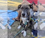 Small #5 American Pit Bull Terrier Mix