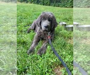Newfoundland Puppy for sale in CHICOPEE, MA, USA