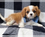Small Photo #13 Cavalier King Charles Spaniel Puppy For Sale in LAKELAND, FL, USA
