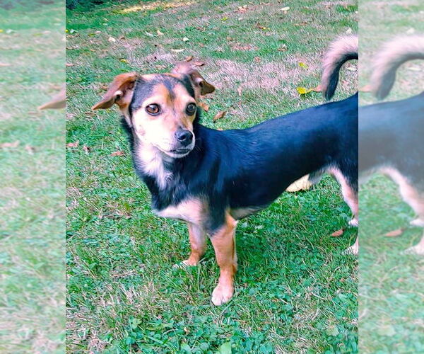 Medium Photo #2 Chilier Puppy For Sale in Arlington, WA, USA