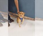 Small Collie Mix