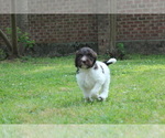 Small Photo #6 F2 Aussiedoodle Puppy For Sale in KINSTON, NC, USA