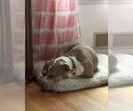 Small #7 American Staffordshire Terrier Mix