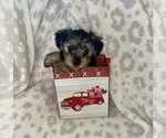 Small Photo #6 Yorkshire Terrier Puppy For Sale in CLOVIS, CA, USA