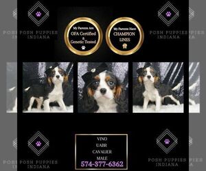 Cavalier King Charles Spaniel Puppy for sale in WARSAW, IN, USA