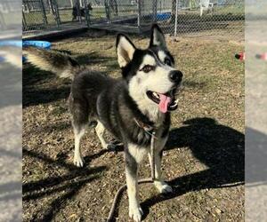 Siberian Husky-Unknown Mix Dogs for adoption in Conroe, TX, USA