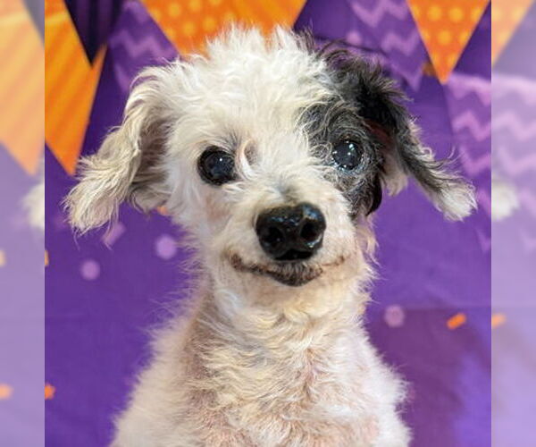 Medium Photo #7 Poodle (Toy)-Unknown Mix Puppy For Sale in Arlington, VA, USA