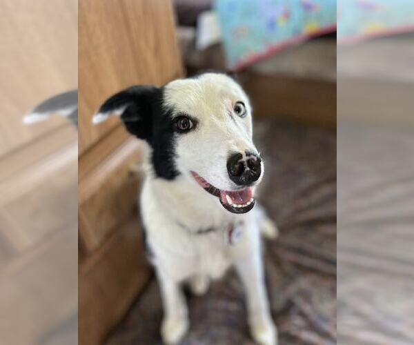 Medium Photo #4 Border Collie Puppy For Sale in Highland, IL, USA