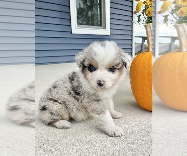 Medium Photo #8 Australian Shepherd Puppy For Sale in LODA, IL, USA