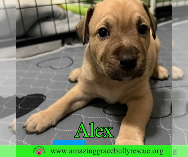 Medium Photo #2 Bulldog-Labrador Retriever Mix Puppy For Sale in Pensacola, FL, USA