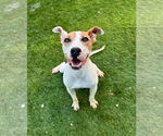 Small #3 Parson Russell Terrier Mix