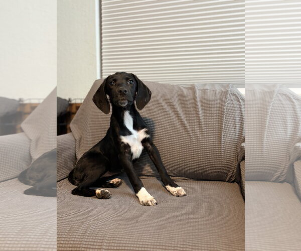 Medium Photo #1 American Foxhound-Unknown Mix Puppy For Sale in Tampa, FL, USA