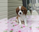 Small Photo #4 Cavalier King Charles Spaniel Puppy For Sale in DUNNVILLE, KY, USA
