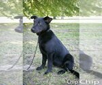 Small Photo #2 Australian Shepherd Puppy For Sale in Jackson, MS, USA
