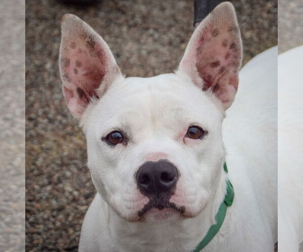 Medium Photo #5 American Bulldog-American Staffordshire Terrier Mix Puppy For Sale in Huntley, IL, USA