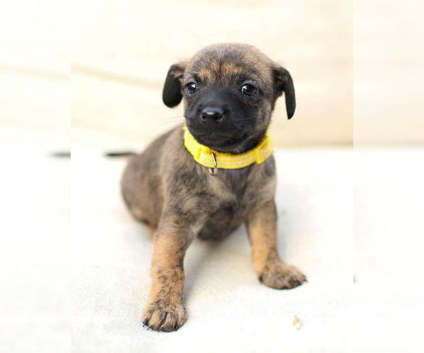 Medium Photo #5 Chi-Poo (Miniature) Puppy For Sale in Corona, CA, USA