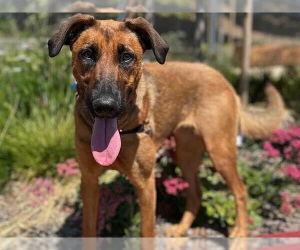 Medium Photo #1 Doberman Pinscher-Unknown Mix Puppy For Sale in Berkeley , CA, USA