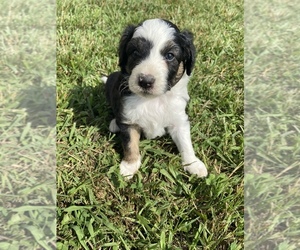 Aussiedoodle Puppy for sale in PIGEON FORGE, TN, USA