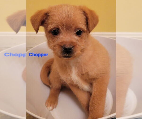 Medium Photo #1 Cairn Terrier-Feist Terrier Mix Puppy For Sale in Aurora, IN, USA