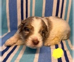 Small #8 Goldendoodle