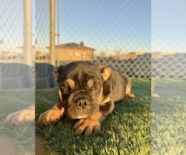Medium Photo #33 English Bulldog Puppy For Sale in CORONA, CA, USA