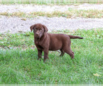 Mabel - Female Labrador Retriever Puppy for Sale - Photo #7