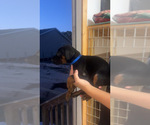 Puppy Blue male Doberman Pinscher