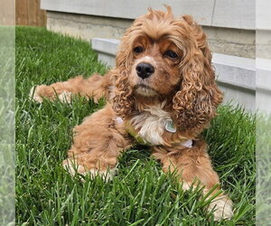 Cocker Spaniel Dogs for adoption in Brights Grove, Ontario, Canada