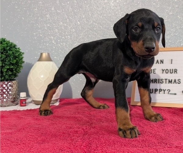 Medium Photo #25 Doberman Pinscher Puppy For Sale in GOSHEN, IN, USA